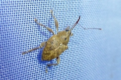 Curculio glandium