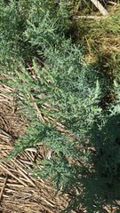 Suaeda maritima