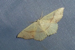 Cyclophora punctaria