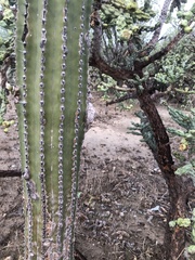 Pachycereus pecten-aboriginum