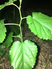 Ampelopsis cordata