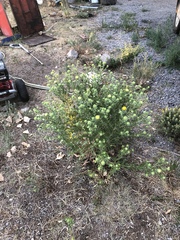 Grindelia subalpina