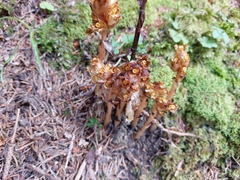 Monotropa hypopitys hypophegea
