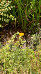 Pulicaria dysenterica