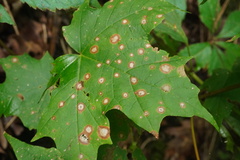 Acericecis ocellaris