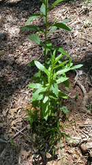 Erechtites hieraciifolius