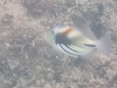 Rhinecanthus aculeatus