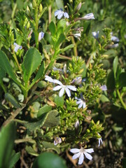 Scaevola crassifolia