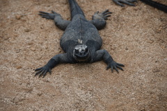 Amblyrhynchus cristatus hassi