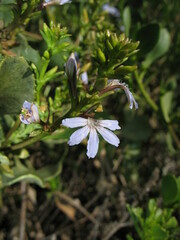 Scaevola crassifolia