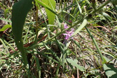 Liatris hirsuta