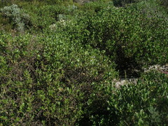 Scaevola crassifolia