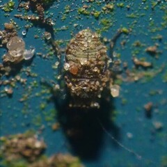 Psocidae