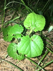 Ampelopsis cordata