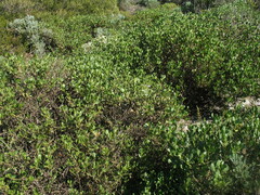 Scaevola crassifolia