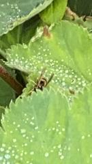 Vespula vulgaris