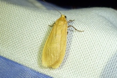 Eilema sororcula