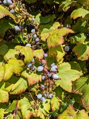 Ribes sanguineum