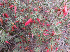 Stenanthera conostephioides