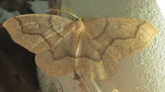 Lambdina fiscellaria