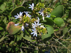 Scaevola crassifolia
