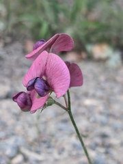 Lathyrus japonicus