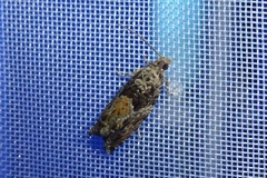 Epinotia nisella