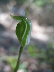Pterostylis ectypha