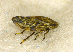 Aphrophora cribrata