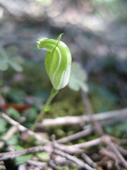 Pterostylis ectypha