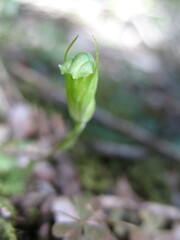 Pterostylis ectypha