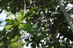 Ficus obtusifolia