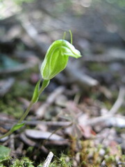 Pterostylis ectypha
