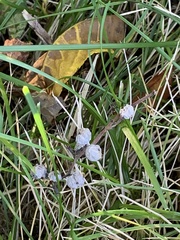 Pachypsylla celtidismamma