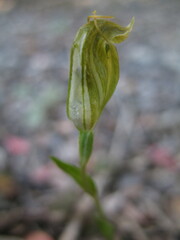 Pterostylis ectypha