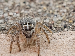 Philaeus chrysops