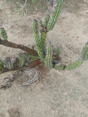 Stenocereus gummosus