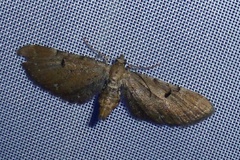 Eupithecia absinthiata