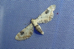 Eupithecia centaureata