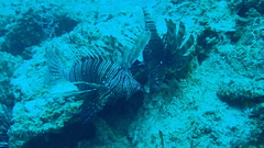 Pterois miles