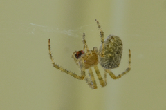 Araneus cavaticus