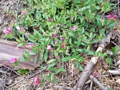 Oenothera deserticola