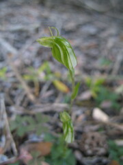 Pterostylis ectypha