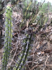 Stenocereus gummosus