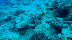 Pterois miles