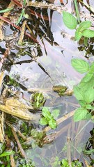 Pelophylax ridibundus