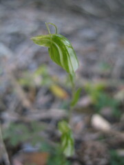 Pterostylis ectypha