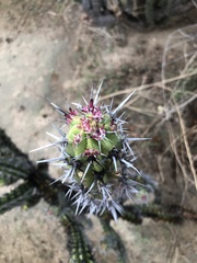 Stenocereus gummosus