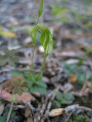 Pterostylis ectypha
