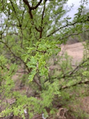 Parkinsonia